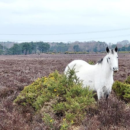 In The Heart Of The New Forest فوردنجبريدج المظهر الخارجي الصورة