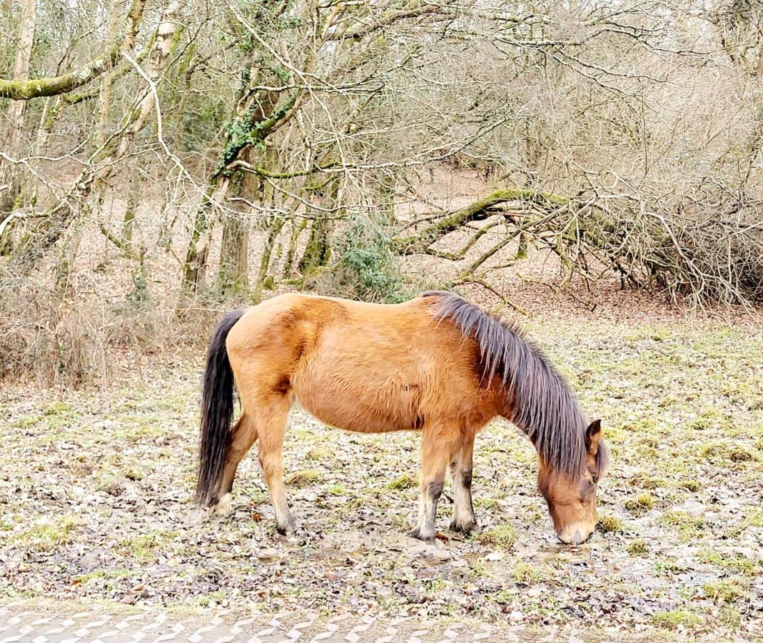 In The Heart Of The New Forest فوردنجبريدج المظهر الخارجي الصورة